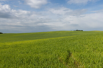 Fototapeta premium beautiful green wheat sprouts in sunny weather
