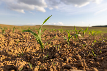 a field with a corn harvest in the evening