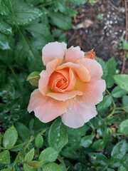 Peach Coral Rose