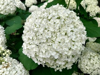 White Hydrangea arborescens 'Annabelle'