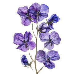 PNG Purple flowers on white background