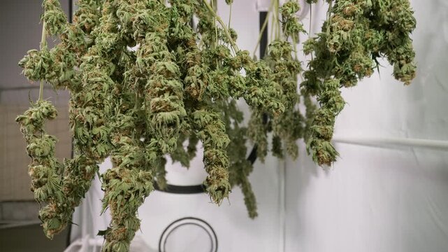 Shot of a cannabis plants drying in a grow tent