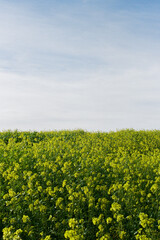 field of yellow flowers and blue sky