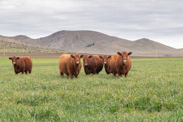 Group of young brown cows in the meadow and mountains