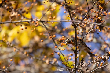 ズミの実を食べるアトリ