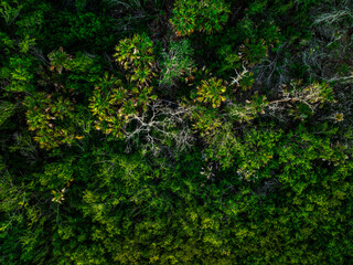 drone view of tree tops