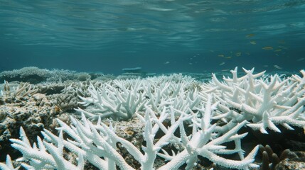 A bleached coral reef, highlighting the impact of climate change and rising ocean temperatures on marine ecosystems.