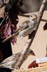 oiseaux
