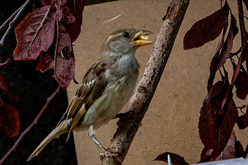 oiseaux