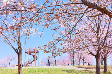 Fototapeta premium 中札内村の桜