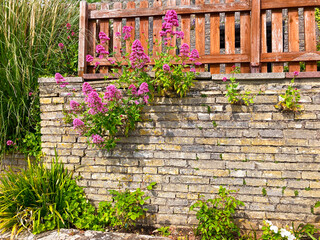 Flowers on a Brick Wall