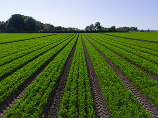 Aerial view over an arable crop field of carrots in the English countryside farm land