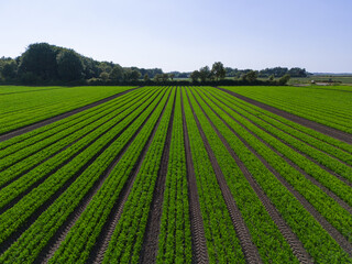 Aerial view over an arable crop field of carrots in the English countryside farm land