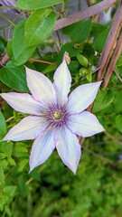 Clematisblüte in rosa und lila