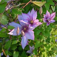 Clematisblüten in rosa und lila