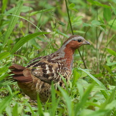 chinese partridge in a forest