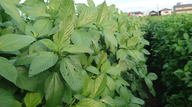 夏野菜の王様、モロヘイヤの畑、日本、緑黄色野菜