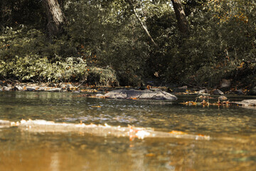 flamingos in the lake