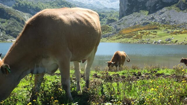 cova donga lakes in the picos de europa national park