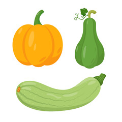 Set of pumpkins and Zucchini. Green and orange farm vegetables. Pumpkin and zucchini icons. Organic garden vegetarian food. Vector illustration isolated on white background.