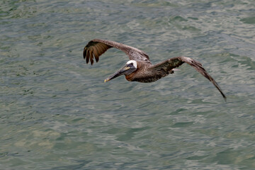 pelican flying over the ocean