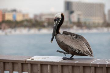 pelican walking on a pier