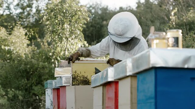 Beekeeper working on hives in a lush garden during summer