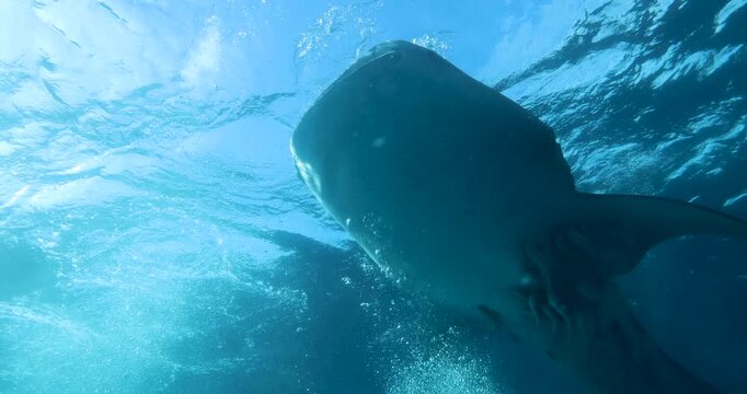 A whale shark swims towards the camera with its mouth wide open. Around the shark swims a large shoal of small fish. A close-up of a whale shark, the world's largest fish, in Oslob, Cebu, Philippines.