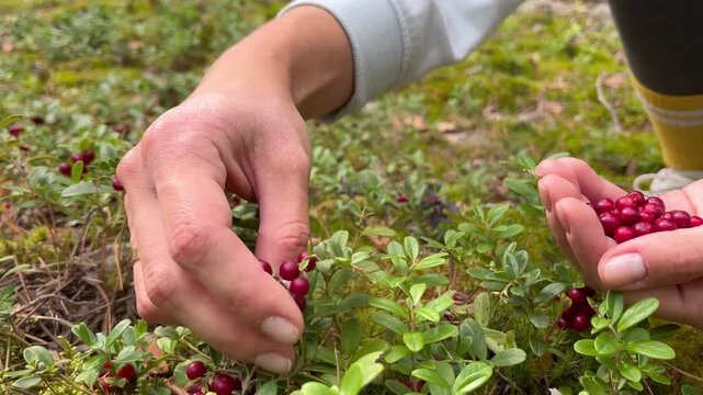 woman harvesting lingonberries with her hands in the forest