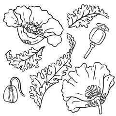 Botanical Line Art Set: Elements of Flowers, Leaves, Buds, and Poppy Pods &ndash; Linear Drawing for Design