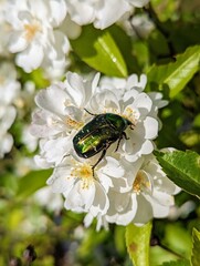 Leuchtend gr&uuml;ner Rosenk&auml;fer auf wei&szlig;en Bl&uuml;ten 