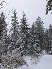Winterlandschaft - verschneiter Waldweg mit Nadelb&auml;umen 