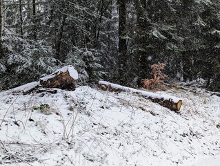 Waldweg im Schnee 