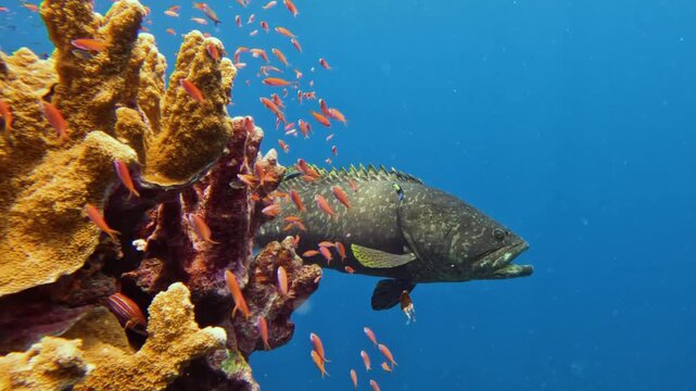 Giant grouper and cleaner wrasse swimming behind corals with an ocean backdrop 