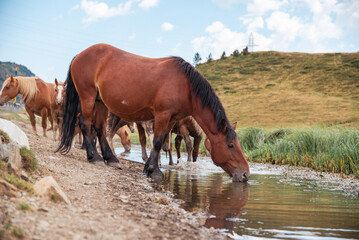 Un paisaje impresionante donde majestuosas montañas se alzan bajo un cielo azul, mientras caballos pastan libremente en los verdes prados, capturando la serenidad y la conexión entre la naturaleza y l