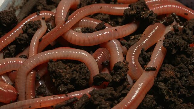 Earthworms in the compost soil. Crawling earthworms or night crawler at dark black ground macro close-up. Earth worm live bait for fishing. Lure for fishing such as bass, salmon, bluegill.