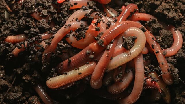 Wiggly worms and night crawlers creepy creatures wriggle in the dark decay soil. Darkness death and decaying decompose concept. Horror earthworms and eerie filthy mood for scary scene. Fear of worms.