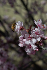 Abejas en la flores del ciruelo!