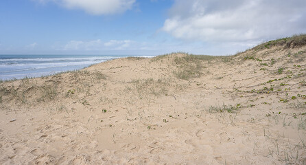 Coastal regeneration of vegetation on sand dunes to help stop erosion and protect the sea front from the force of the wild waves