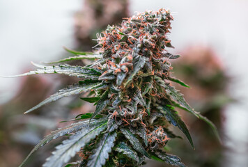 HDR close up shot of a cannabis plant blossom