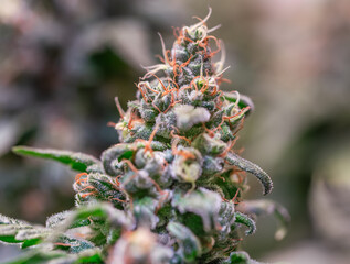 HDR close up shot of a cannabis plant blossom