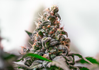 HDR close up shot of a cannabis plant blossom