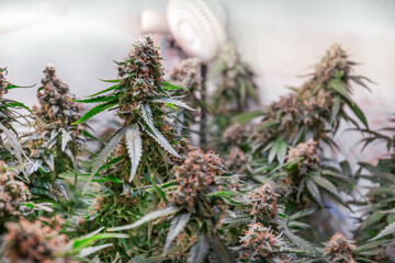 HDR close up shot of a cannabis plant blossom