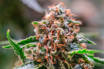 HDR close up shot of a cannabis plant blossom