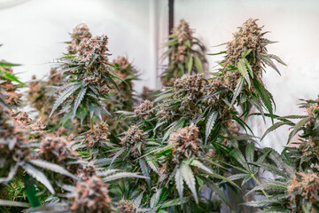 HDR close up shot of a cannabis plant blossom
