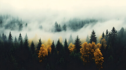 A misty forest landscape with tall trees and autumn foliage.