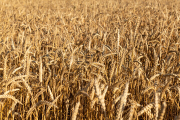 Close-up of a field of wheat. Boundless field of ears wheat.