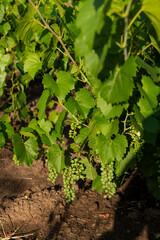 Grape vine at a winery. Grape vines in a field.