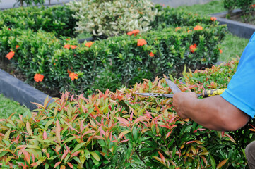cutting or tidying up plants in the garden