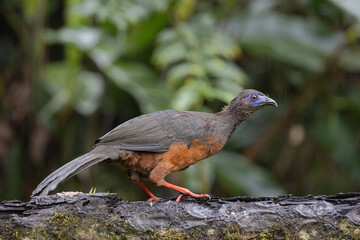 Perched sickle winged guan